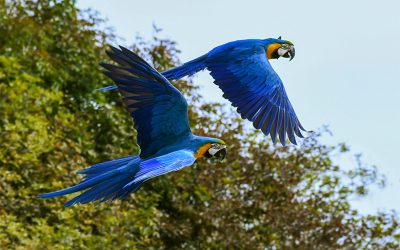 parrot-2892028_1920_editado